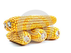 Bunch of husked sweet corn cobs on white