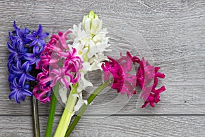 Bunch of hyacinth flowers