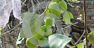 A bunch of Indian Jujube fruit