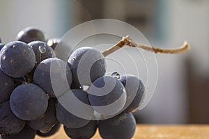 A bunch of Isabella grapes