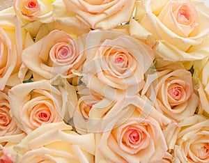 Bunch of ivory roses with pink center