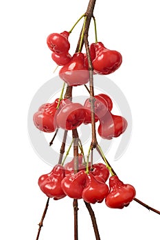 bunch of jambu or rose apple on tree isolated