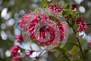 Bunch of Jessamine red Cestrum flower