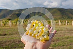 Bunch of juicy grapes in farmer`s hand. Vineyard and mountains on background