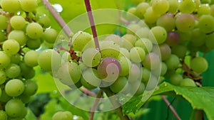 Bunch of juicy green grape with red stems closeup