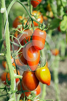 bunch of juicy ripe tomatoes on a branch in a greenhouse