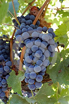 Bunch of Lambrusco Grapes
