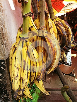 Bunch of Large Cooking Bananas,  Darajani Market, Zanzibar, Tanzania
