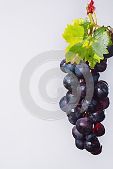 Bunch of large organic table dark grapes