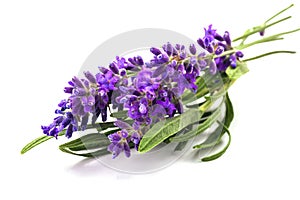 Bunch of lavander isolated on white photo