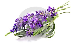 Bunch of lavander isolated on white