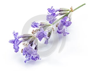 Bunch of lavandula or lavender flowers.