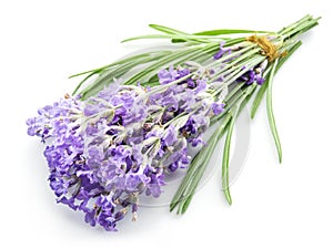 Bunch of lavandula or lavender flowers isolated