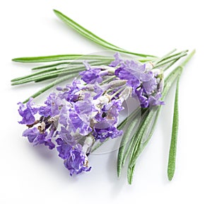 Bunch of lavandula or lavender flowers isolated on white backgro