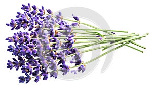 Bunch of lavandula or lavender flowers isolated on white background