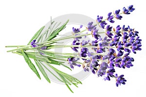 Bunch of lavandula or lavender flowers isolated on white background