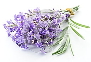 Bunch of lavandula or lavender flowers on white backgro