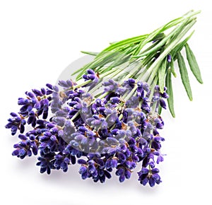 Bunch of lavandula or lavender flowers on white background