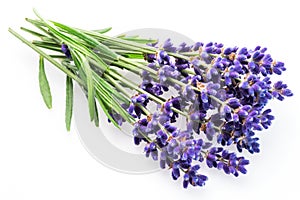 Bunch of lavandula or lavender flowers on white background