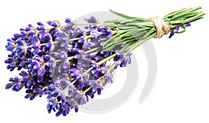 Bunch of lavandula or lavender flowers on white background