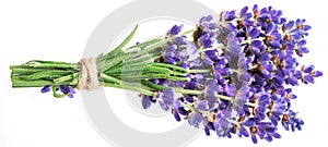 Bunch of lavandula or lavender flowers on white background