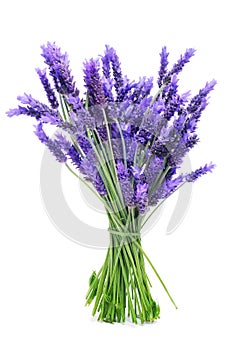 Bunch of lavender