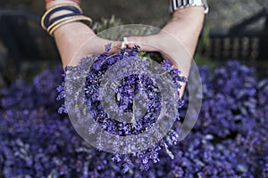 Bunch of lavender flowers