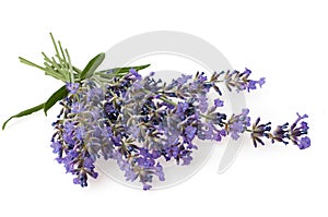 Bunch of Lavender flowers isolated on white background