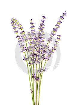 Bunch of lavender flowers, isolated on white background. Petals of lavender flowers. Medicinal herbs