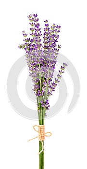 Bunch of lavender flowers, isolated on white background. Petals of lavender flowers. Medicinal herbs