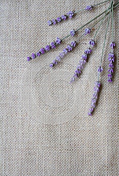 Bunch of lavender flowers on sackcloth background