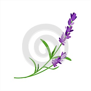 Bunch of lavender flowers on a white background.