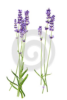 Bunch of lavender flowers on white background