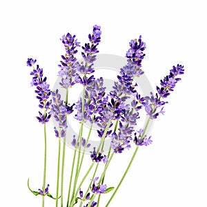 Bunch of lavender flowers on white background