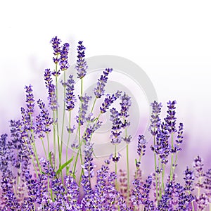 Bunch of lavender flowers on white background