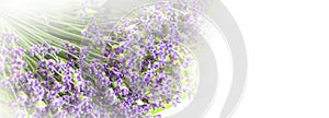 Bunch of lavender flowers on white background