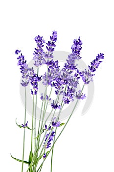 Bunch of lavender flowers on white background