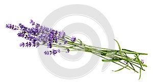 Bunch of lavender flowers on white background