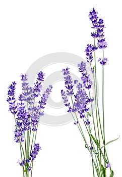 Bunch of lavender flowers on white background isolated photo