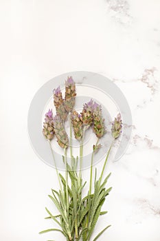 Bunch of lavender flowers on a white and gray marble background