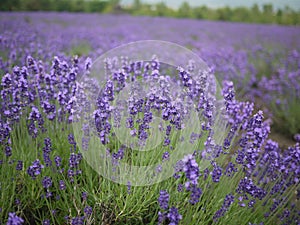 Bunch of Lavender