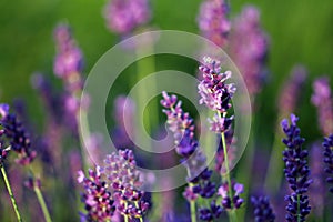 Bunch of lavender in the outdoor nature