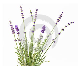 Bunch of lavender on a white background. Botanical illustration at vintage style.