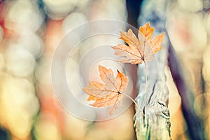 Bunch of leaves in early fall