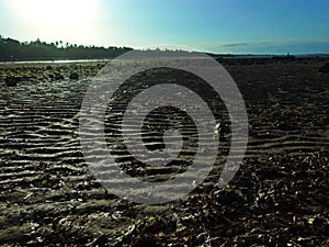 A bunch of leaves on exposed natural sand pattern at sea bottom on low tide seawater in Nusa Dua Resort Beach, Bali