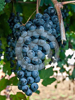 Bunch and leaves of grape cluster Lambrusco di Modena, Italy