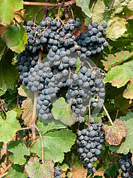 Bunch and leaves of grape cluster Lambrusco di Modena, Italy