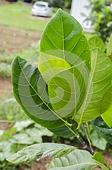 Bunch Of Leaves Of The Jackfruit Tree
