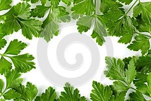 Bunch leaves parsley isolated over white background