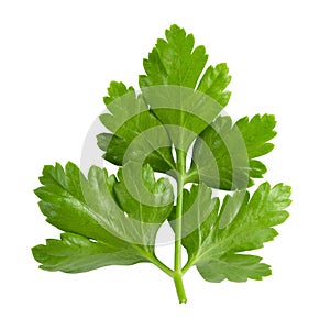 Bunch leaves parsley isolated over white background